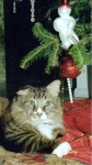 Holiday Kitty